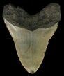Bargain, Megalodon Tooth - North Carolina #67270-2